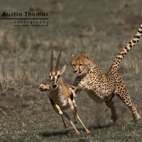 Cheetah Attacking Gazelle Al-Thani Award 2009 Winner International Animals