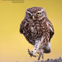 Little Owl Walking BWPA Highly Commended