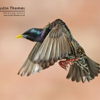 A Starling in flight