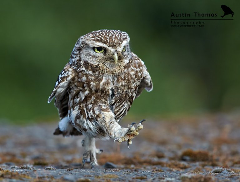 Strolling Little Owl - Austin Thomas Photography