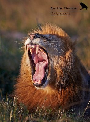 Male Lion yawning