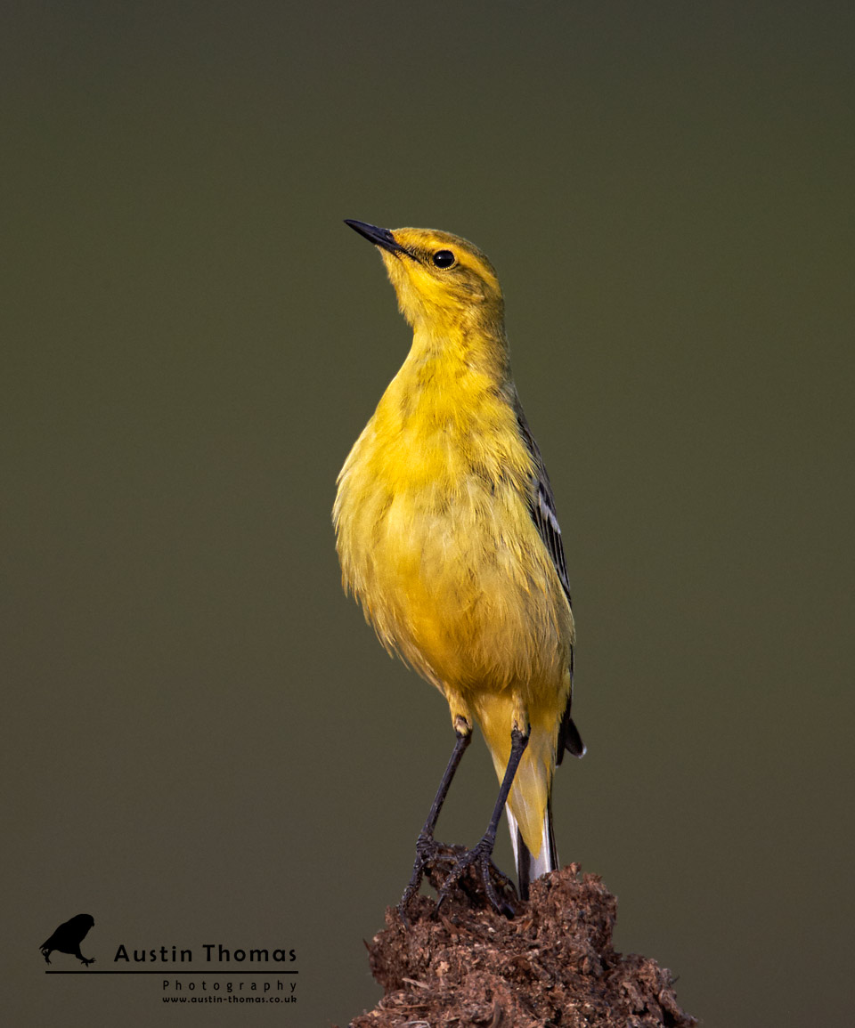 Tallest Yellow Wag Tail