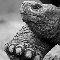 Galapagas Tortoise Natures Best Windlass Awards Highly Honoured Winner