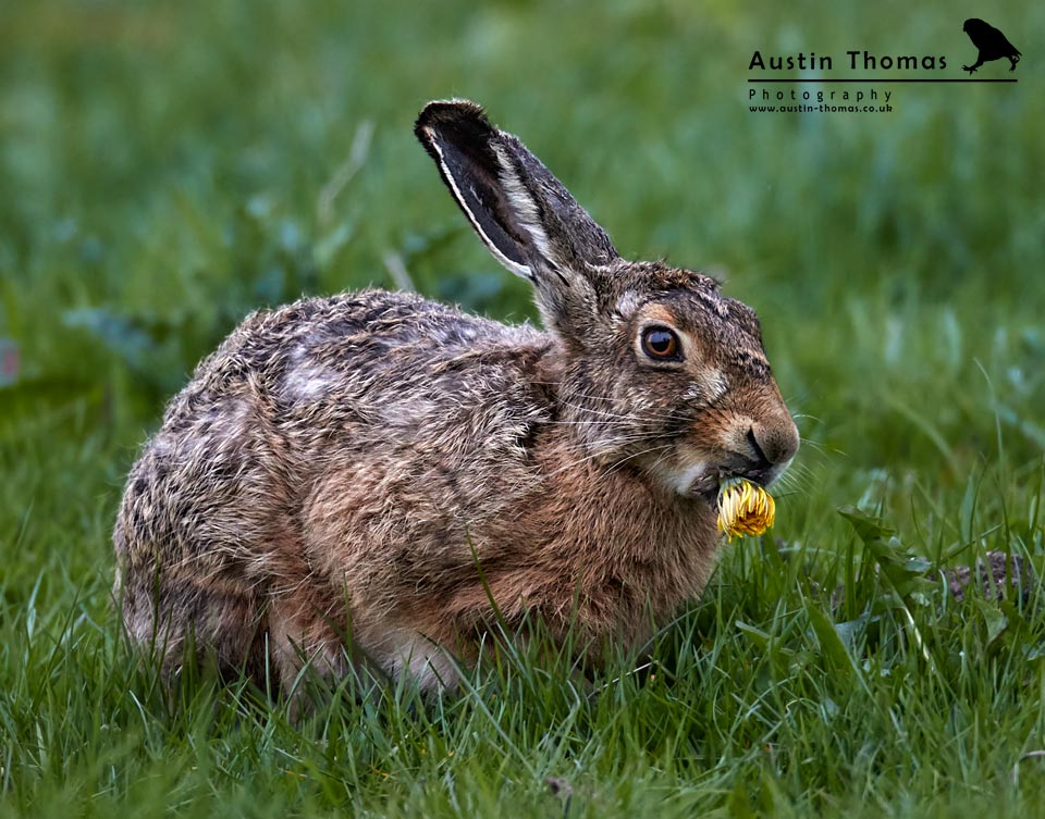 Hare and Yellow Dandelion