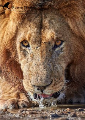 Lion drinking - Austin Thomas Wildlife Photographer in the UK