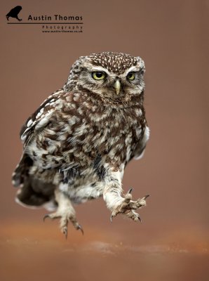 Little Owl on brown - Austin Thomas Photography