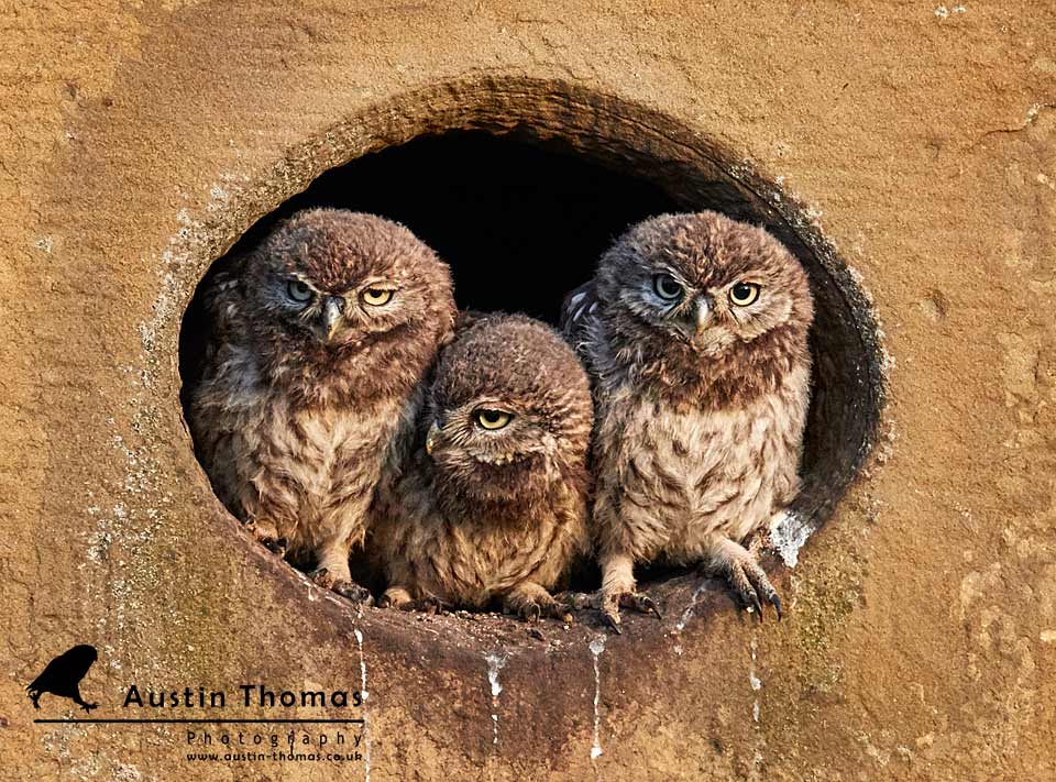 Three Musketeers Owlets - Austin Thomas Photography
