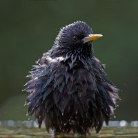 Soaking Wet Starling BWPA Highly Commended