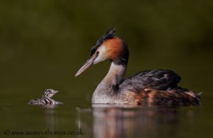 austin-thomas-photography-greebe