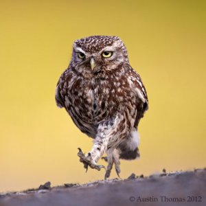 A Little Owl walking