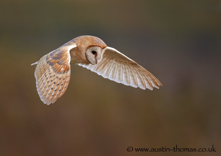 A Barn Owl in flight photograph