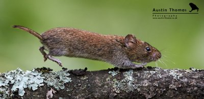 Bank Vole Running photography