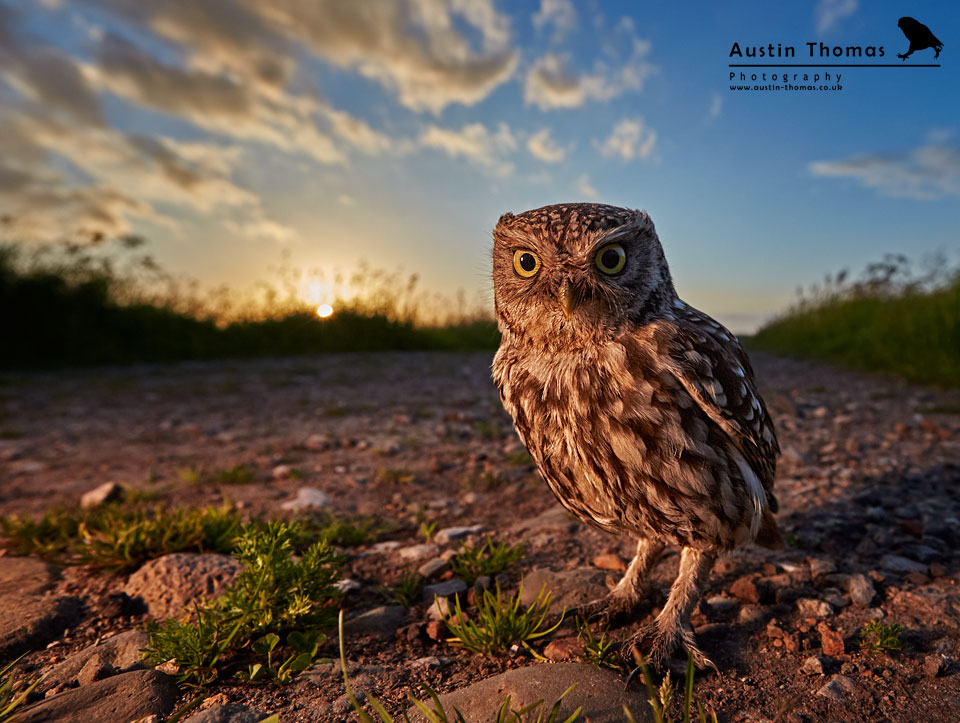 Wide Angle Photography - Little Owl with Flash