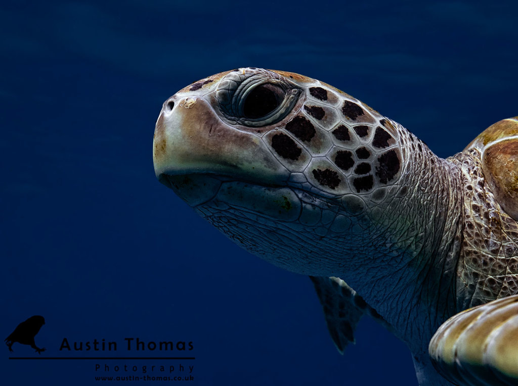 Sea Turtles – Austin Thomas Photography